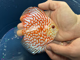 1 Albino Platinum Discus- 1 Red Checkerboard Discus 4 Inches